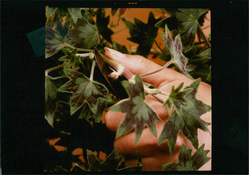 Flower Pelargonium - Vintage Photograph