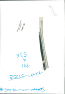 Bird: Dunnock - Vintage Photograph