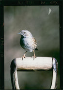 Bird: Dunnock - Vintage Photograph