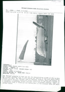 Aircraft: A 300-600 st - Vintage Photograph