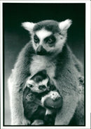 Mother and Babies Ring-Tailed Lemur - Vintage Photograph