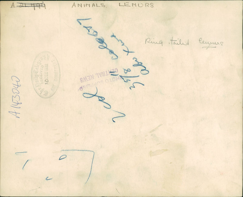 Long Tailed Lemurs - Vintage Photograph