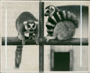 Long Tailed Lemurs - Vintage Photograph