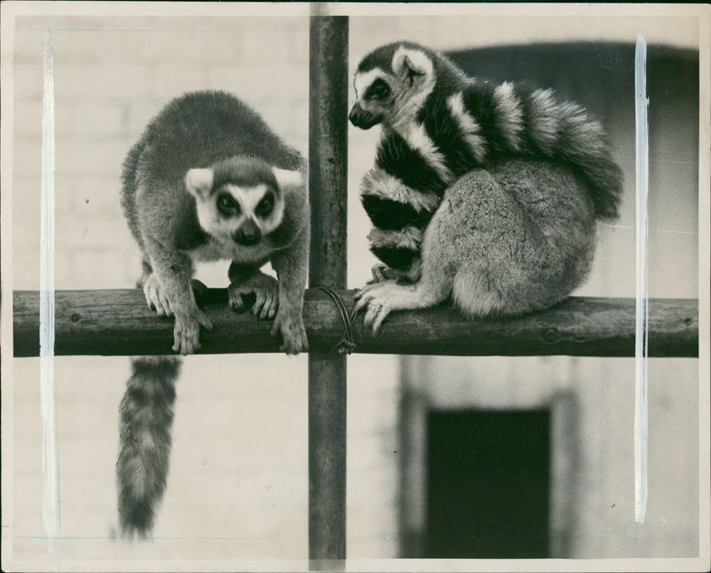 Long Tailed Lemurs - Vintage Photograph