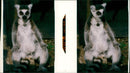 Ring Tailed Lemurs - Vintage Photograph