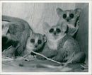 Big Eyes Mouse Lemurs - Vintage Photograph