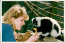 A baby black and white ruffed lemur and primate keeper Debbie Lawson - Vintage Photograph