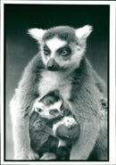 Ring Tailed Lemur, Mother and Babies - Vintage Photograph