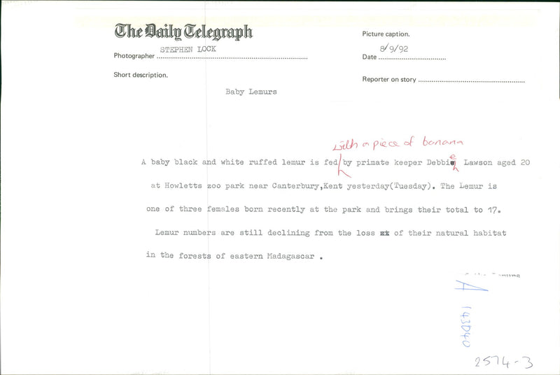 A baby black and white ruffed lemur - Vintage Photograph