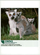 A ring-tailed Lemur - Vintage Photograph