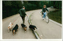 A woman cycling along some dogs. - Vintage Photograph
