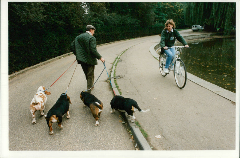A woman cycling along some dogs. - Vintage Photograph