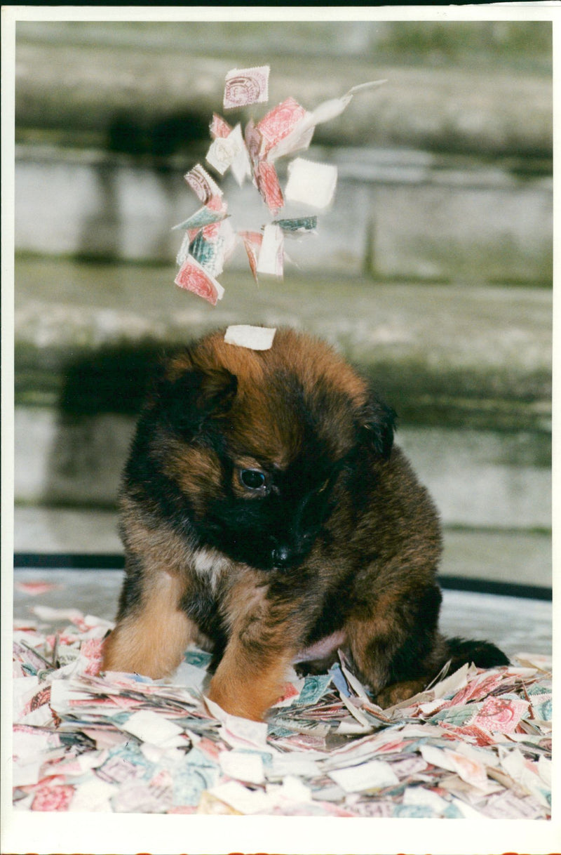 The pup that was posted to the last chance rescue animal centre. - Vintage Photograph