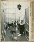 The astras medical firms chief veterinarian Crister Savholm with some twenty one surviving beagle dogs. - Vintage Photograph