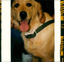 A picture of a golden retriever. - Vintage Photograph
