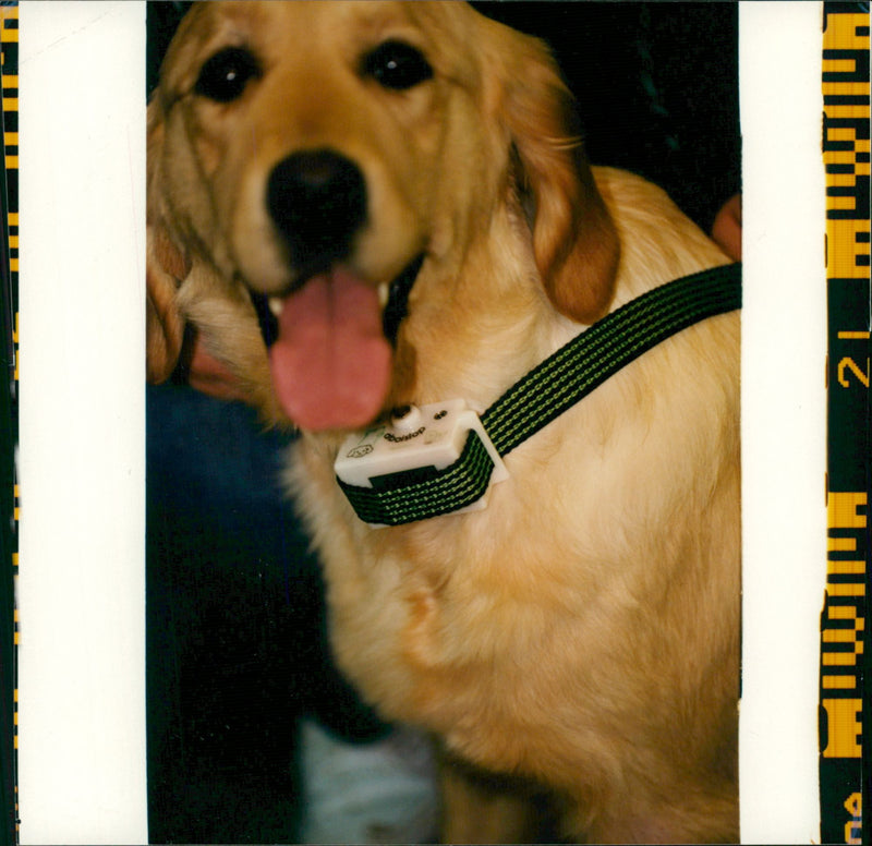 A picture of a golden retriever. - Vintage Photograph