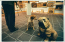 Cats and dogs in art. - Vintage Photograph