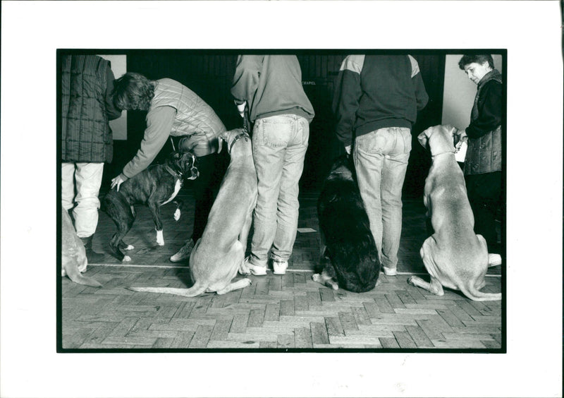 Dog obedience class. - Vintage Photograph