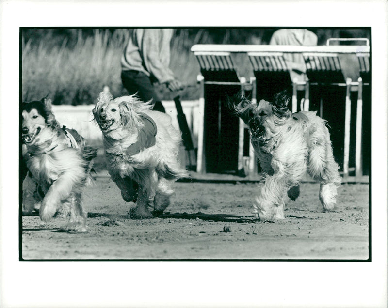 Albany  house hurst St. Birmingham B5. - Vintage Photograph