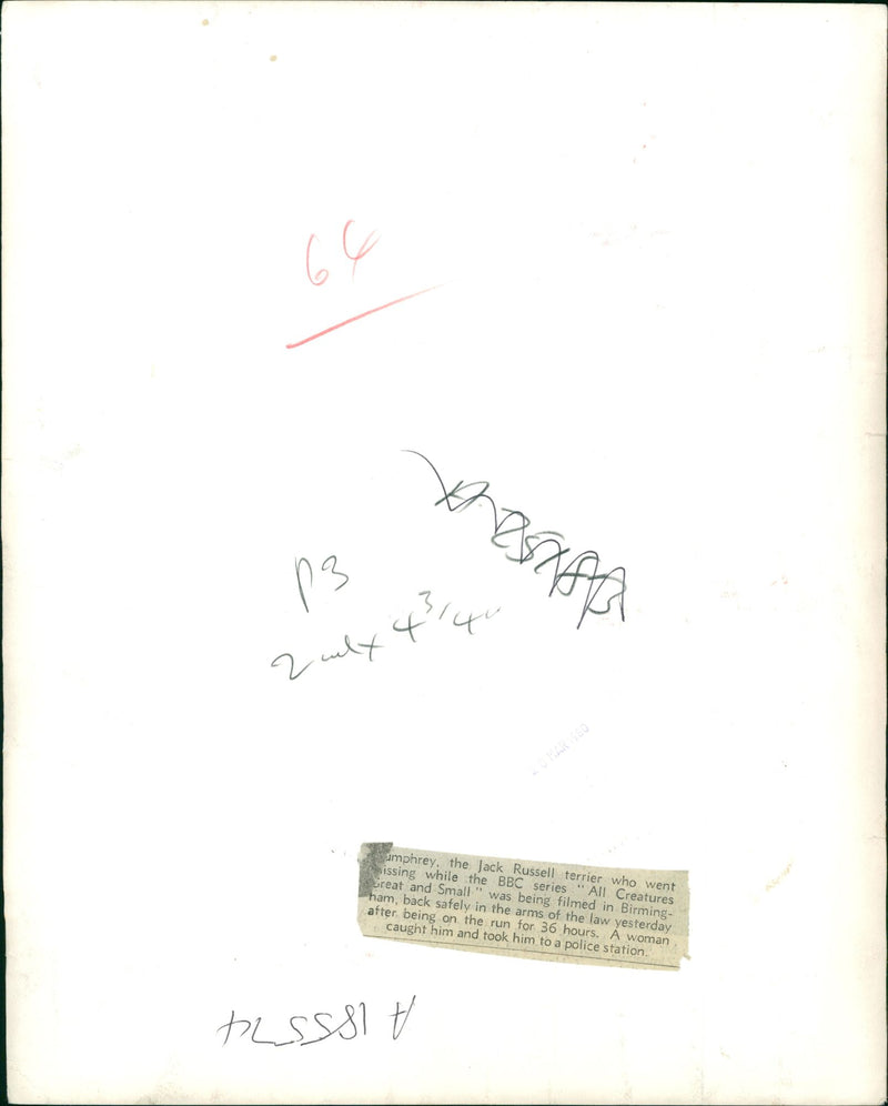 Dog found in Sham. - Vintage Photograph