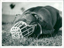 A dog sleeping with a cover on the mouth. - Vintage Photograph