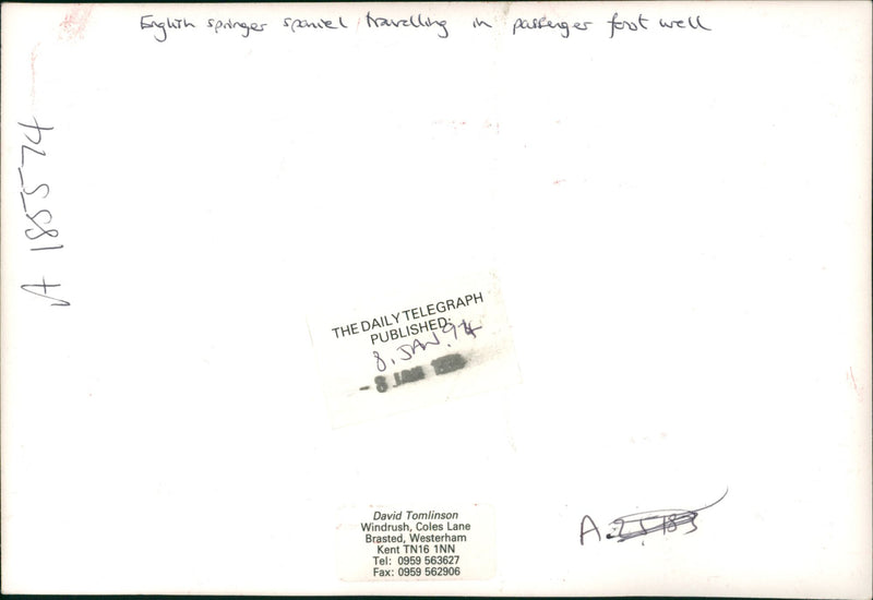 Spinges spaniel travelling in passenger foot well. - Vintage Photograph