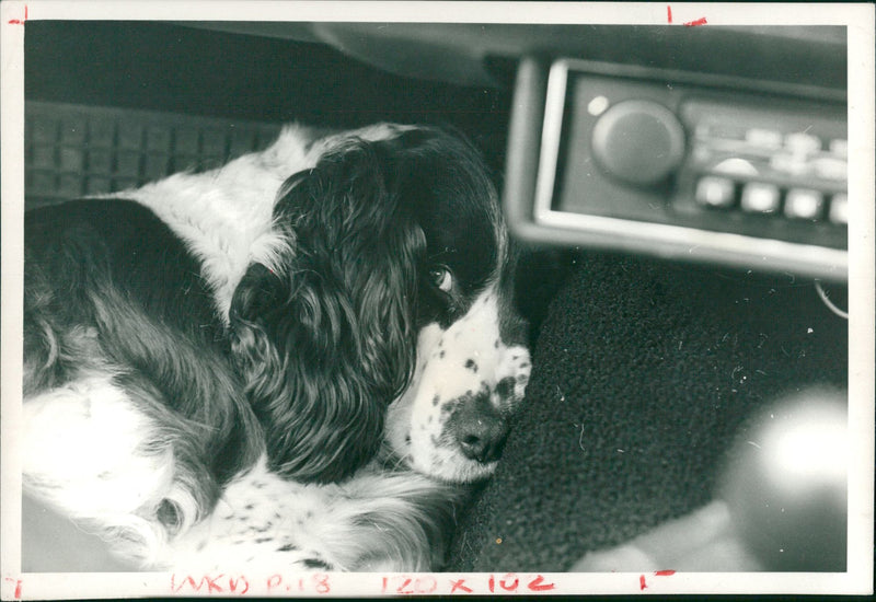 Spinges spaniel travelling in passenger foot well. - Vintage Photograph