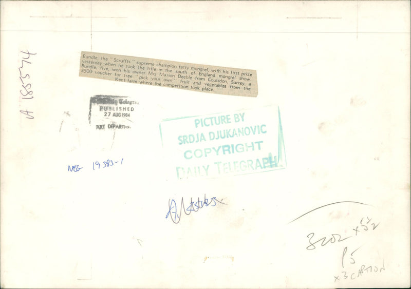 Bundle the "Scruffts" supreme champion. - Vintage Photograph