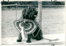 Bundle the "Scruffts" supreme champion. - Vintage Photograph