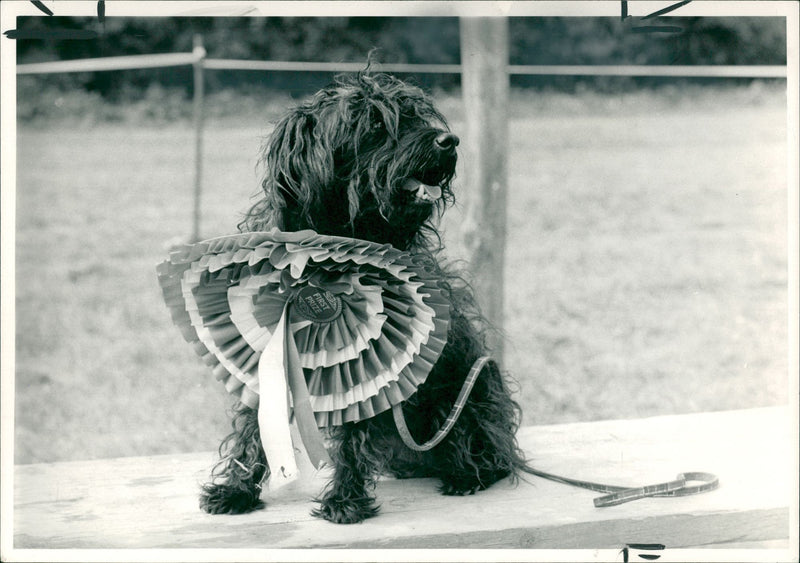 Bundle the "Scruffts" supreme champion. - Vintage Photograph