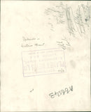 Mallard Bird - Vintage Photograph