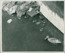 Mallard Bird - Vintage Photograph