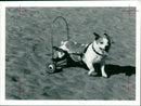 Dog General - Vintage Photograph