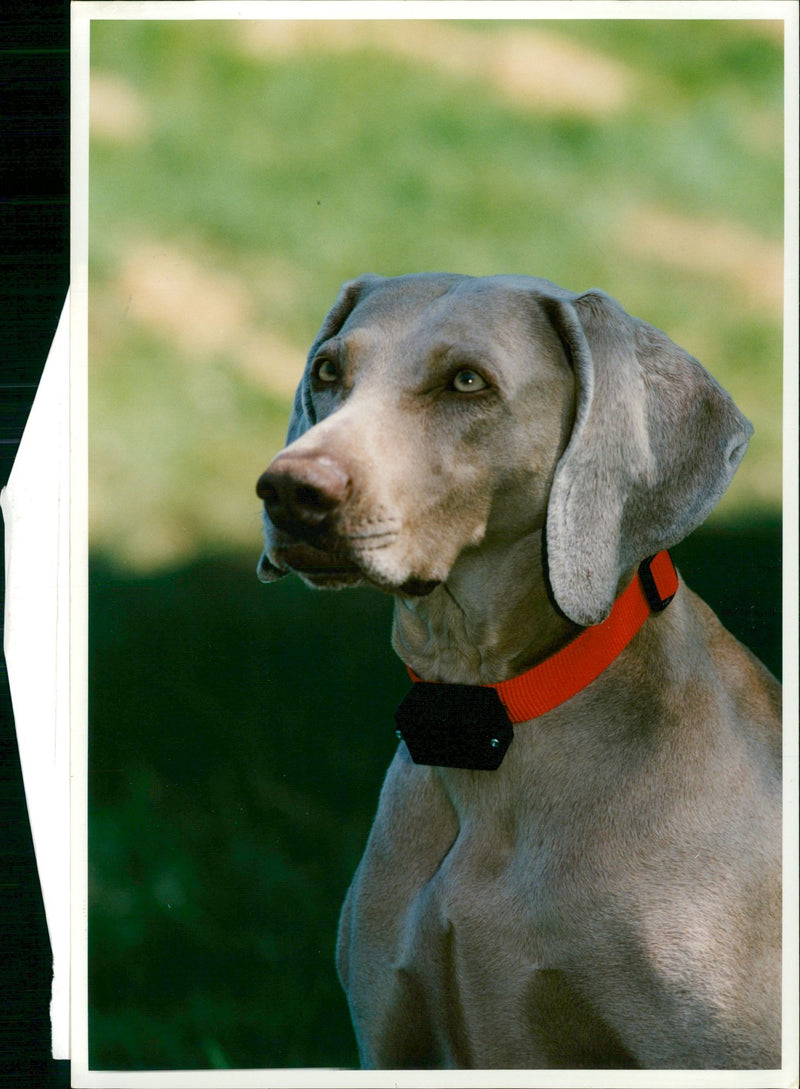 Dog General - Vintage Photograph