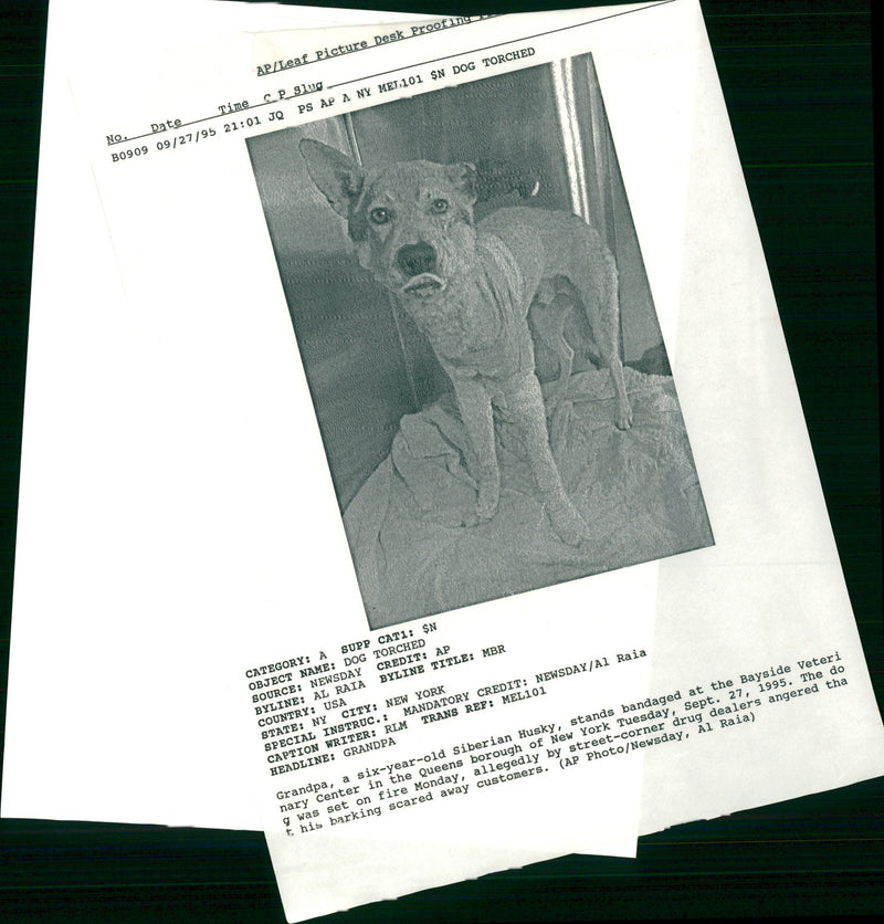 Dog General - Vintage Photograph