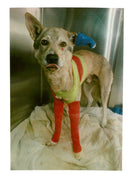 Dog General - Vintage Photograph