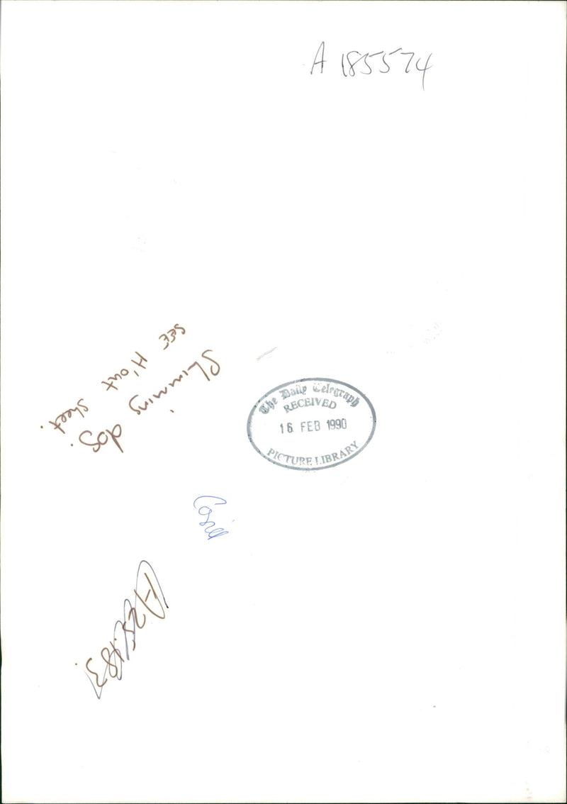 Dog General - Vintage Photograph