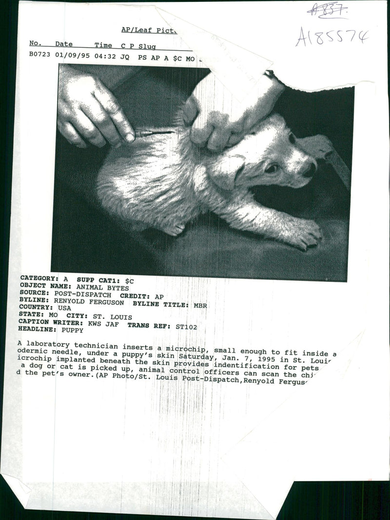 Dog General - Vintage Photograph