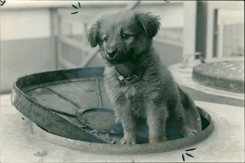 Dog General - Vintage Photograph