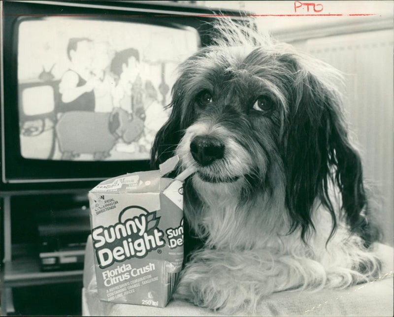 Dog General - Vintage Photograph