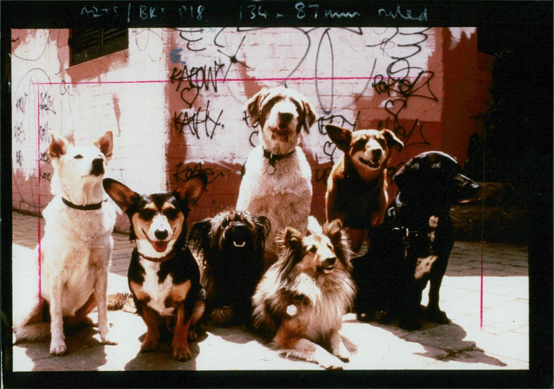 Dog General - Vintage Photograph