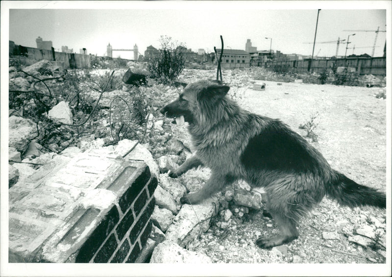 Dog General - Vintage Photograph