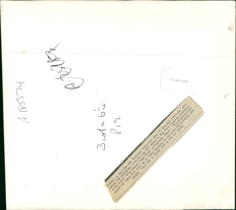 Dog General - Vintage Photograph