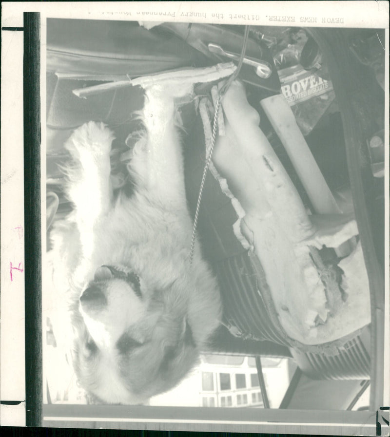 Dog General - Vintage Photograph