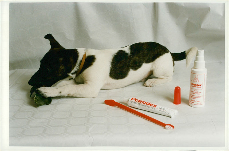 Dog General - Vintage Photograph