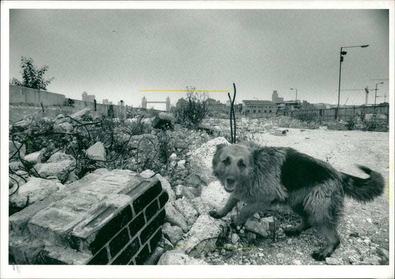 Dog General - Vintage Photograph