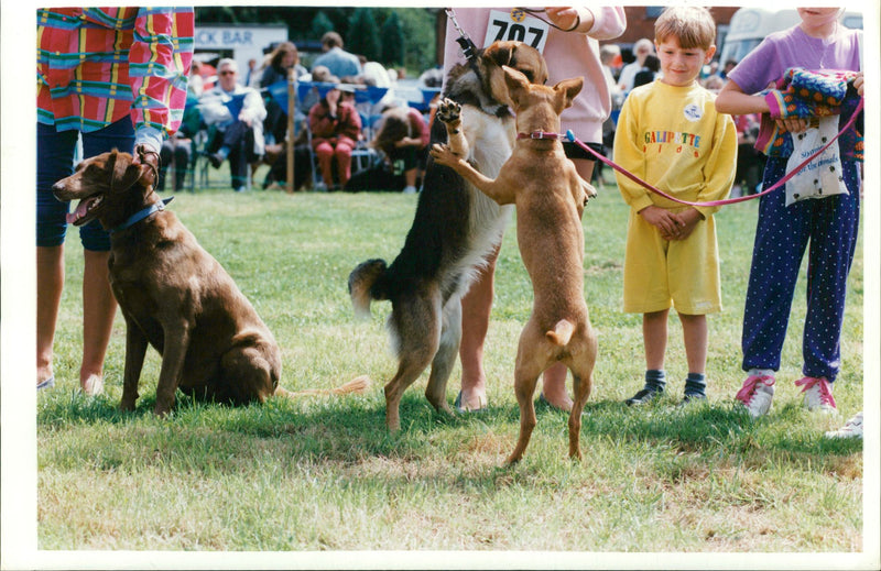 Dog General - Vintage Photograph