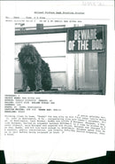 Dog General - Vintage Photograph