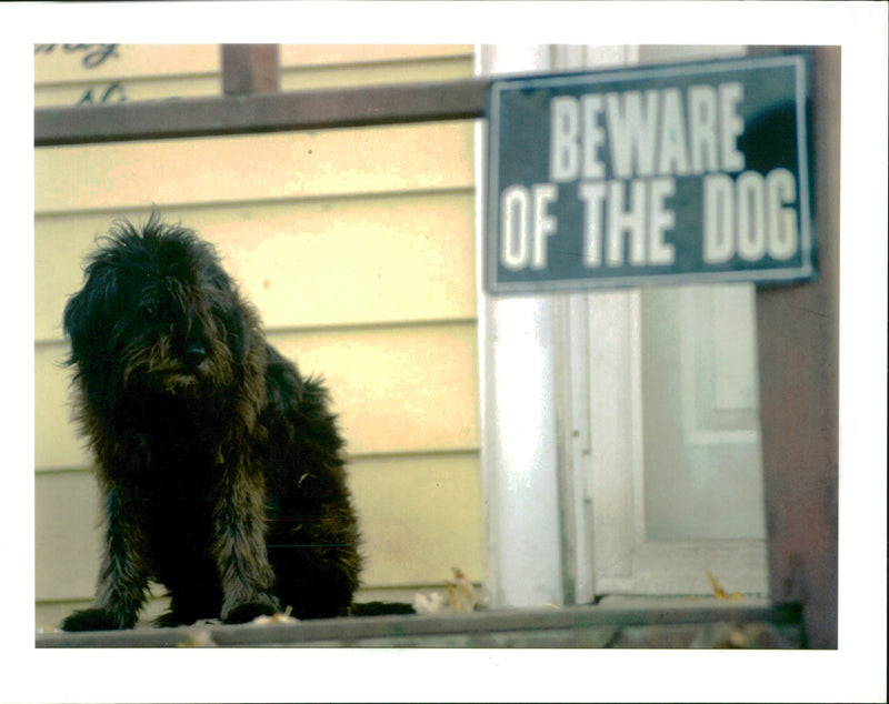 Dog General - Vintage Photograph