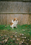 Dog General - Vintage Photograph